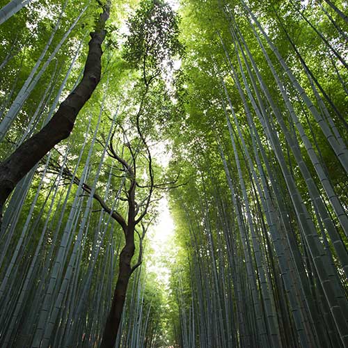 A vibrant, green, bamboo forest